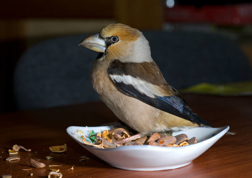 鳥錫嘴雀6