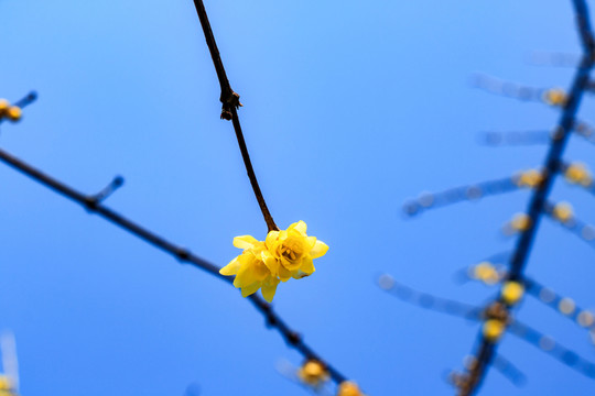 蠟梅臘梅 臘梅花蠟梅花 黃梅花