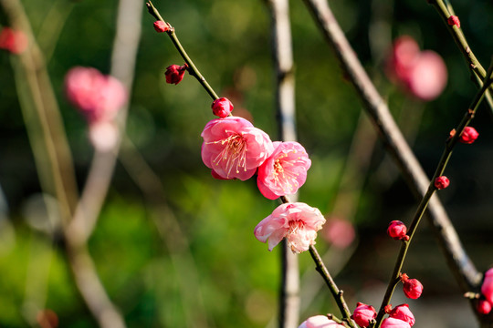 紅梅花