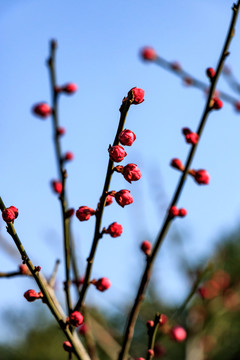 梅花蕾