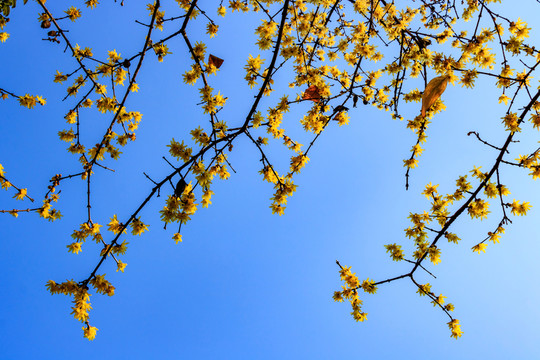 黃梅花 金梅花