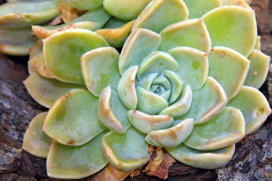 花園里的仙人掌