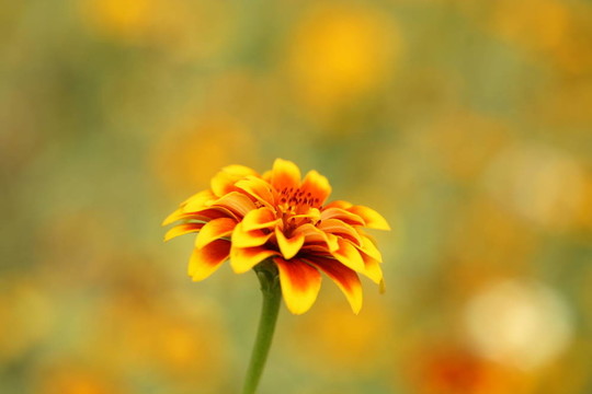 鮮艷的花