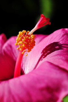 芙蓉羅薩當(dāng)歸