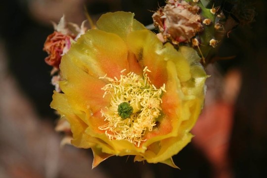 仙人掌花