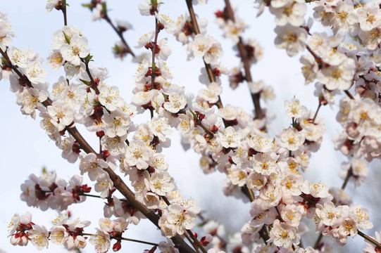 杏樹開花