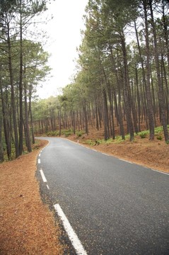 林路