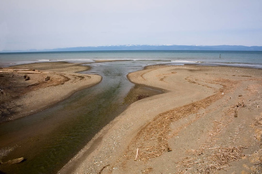 在普吉特海灣河口