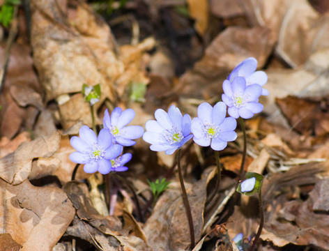 早春藍花