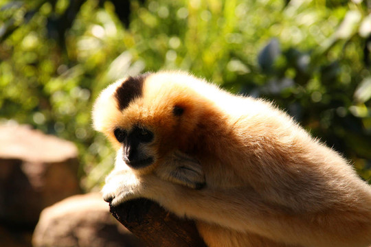深以為女性成人White Cheeked Gibbon
