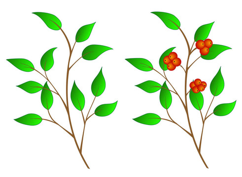 漿果樹(shù)枝