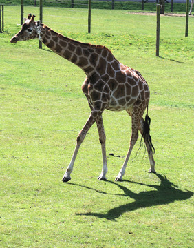 Giraffe 10
