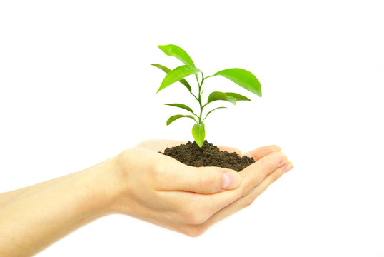 植物在手