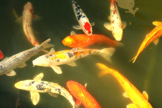 錦鯉魚