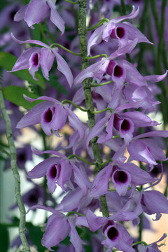 蘭花；紫色fl-2140