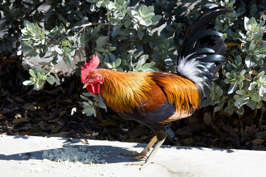 公雞吃食物