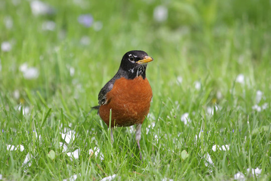 美洲知更鳥（Turdus migratorius）