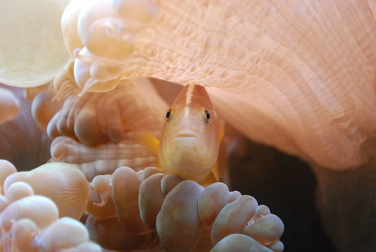 偷窺的小丑魚(yú)