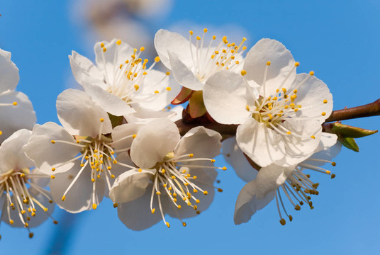 櫻花樹