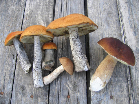 食用蘑菇