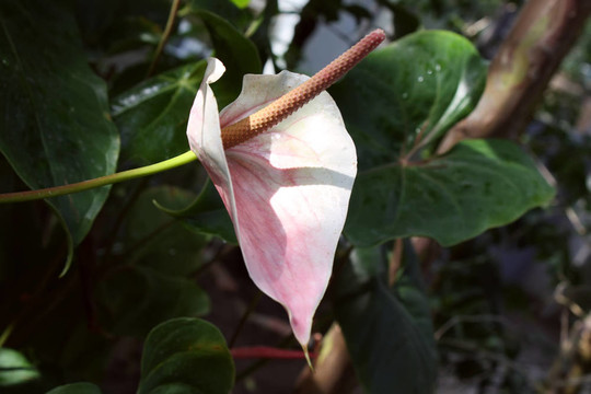 馬蹄蓮的花