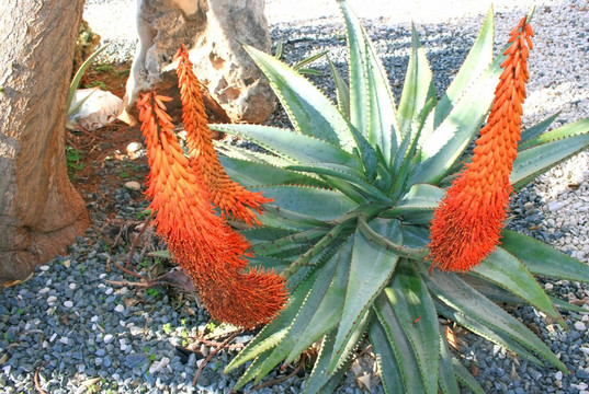 蘆薈植物