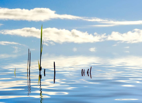 水蘆葦