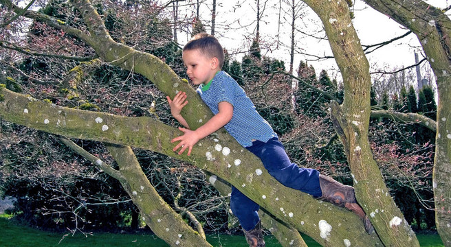 堅(jiān)持；Boy Climbing Tree