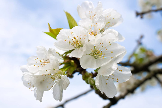 櫻桃樹的花