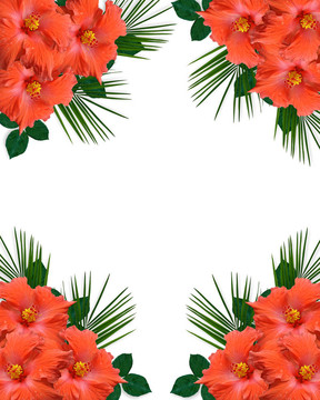 芙蓉?zé)釒н吘车腇lowers