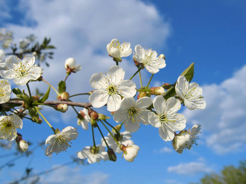 一棵開(kāi)花的樹(shù)的樹(shù)枝