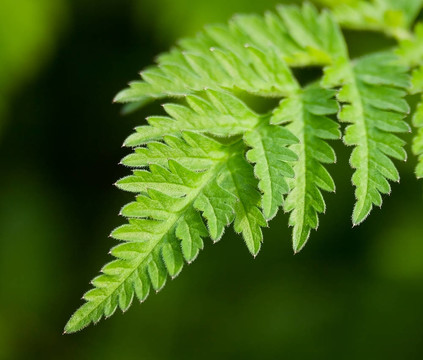 蕨類植物的葉子