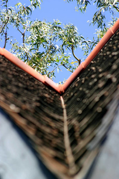屋頂