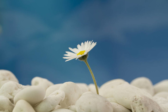 海灘上的菊花