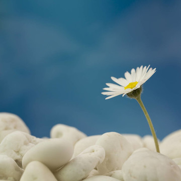 海灘上的菊花