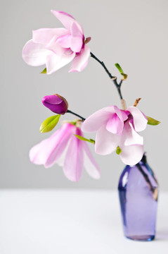 簡花玉蘭