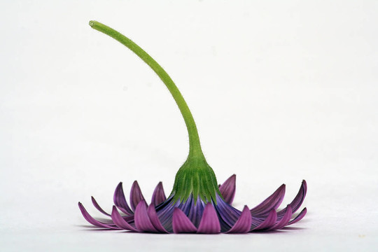 雛菊