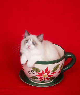 茶杯里的小貓
