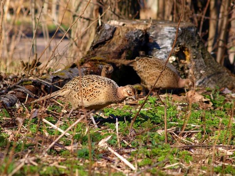 野雞和Partridges