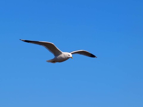 海鷗在天空中