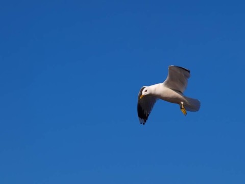 海鷗在天空中
