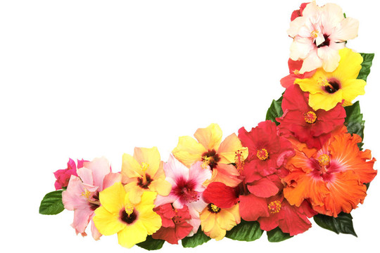與芙蓉花的角落