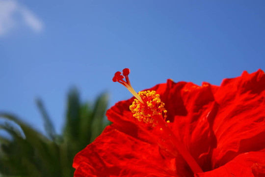 紅芙蓉的特寫圖像