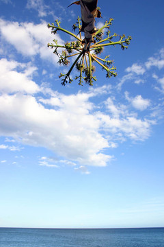 天空；大海和棕櫚