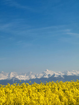 油菜田山