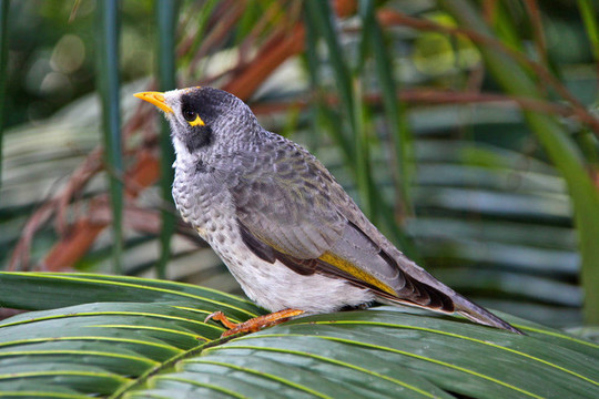 嘈雜的礦工鳥-澳大利亞本土- Manorina melanocephala