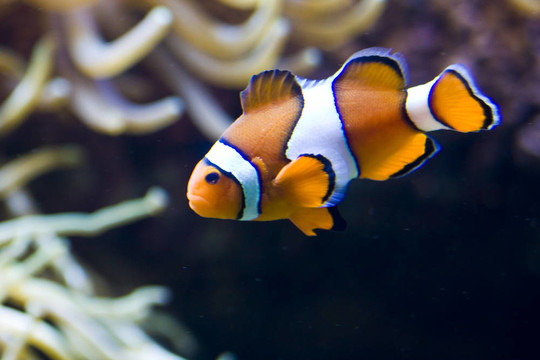 魚