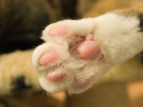 貓的爪子