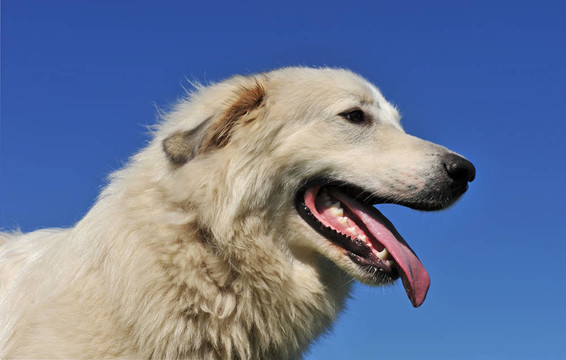 大白熊犬