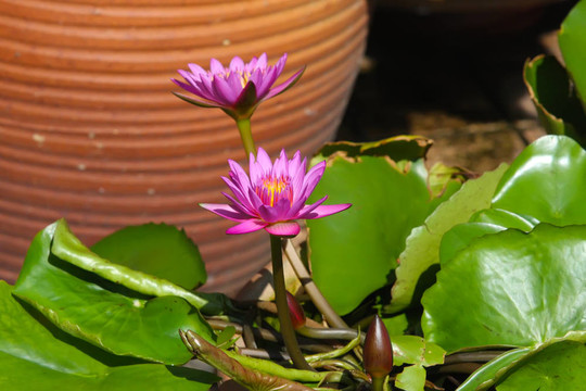 水蓮花